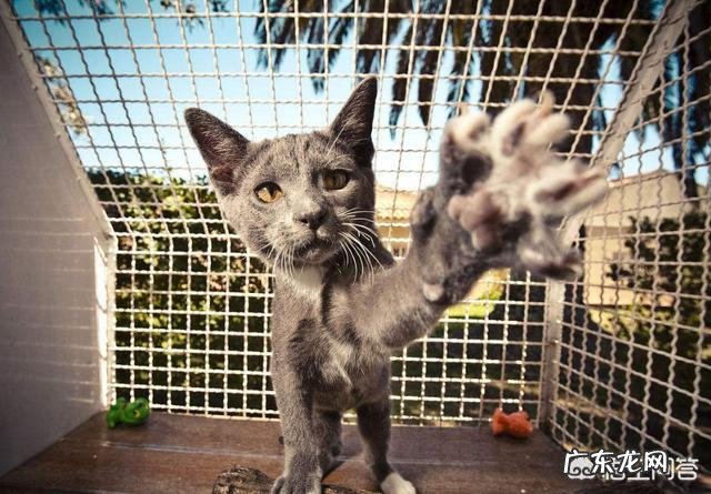 养猫要注意什么? 养猫不要做哪些事