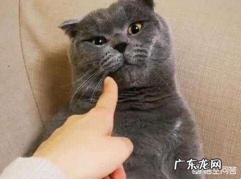 养猫要注意什么? 养猫不要做哪些事