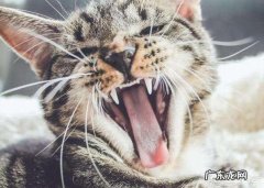 养猫要注意什么? 养猫不要做哪些事