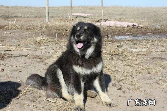比藏獒更厉害的狗是什么狗 我国除了藏獒外,还有哪种狗看起来十分高大