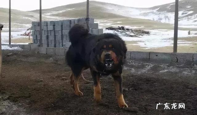 比藏獒更厉害的狗是什么狗 我国除了藏獒外,还有哪种狗看起来十分高大
