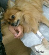 狗狗为啥不能吃洋葱 狗狗吃了洋葱会怎样