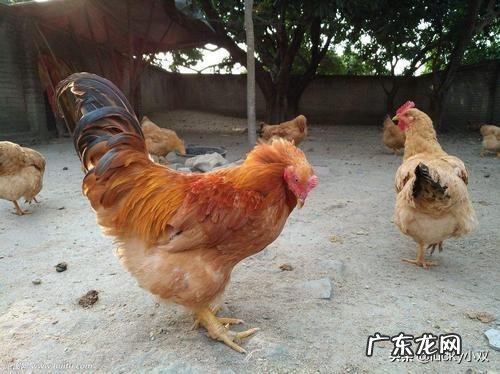 家养鸡多久可以下蛋 小区可以养狗,那我可以养几只下蛋的鸡吗