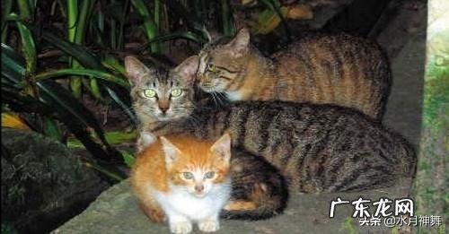 流浪猫都在哪里睡觉 小区里的流浪猫都睡在什么地方
