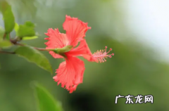 扶桑花耐寒最低温度 扶桑花耐寒吗