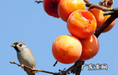 男人吃柿子有什么好处和坏处 男人多吃柿子对性功能好吗