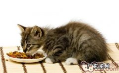 猫咪植物中毒的症状是什么？