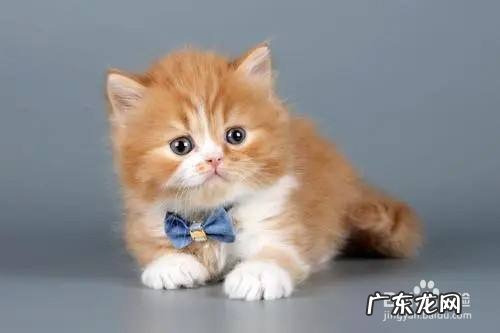 养宠物猫需要准备什么,养宠物猫前必看!