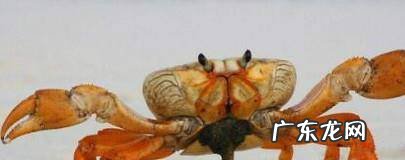 如何分辨螃蟹的公母以及如何挑选