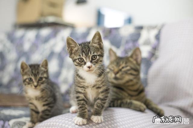 猫知道饿吗 怎样判断猫是不是饿了