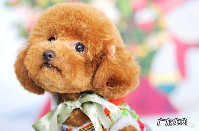 泰迪狗能吃的食物 泰迪犬有什么不能吃的食物吗