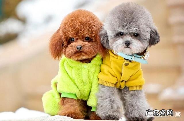 泰迪狗能吃的食物 泰迪犬有什么不能吃的食物吗