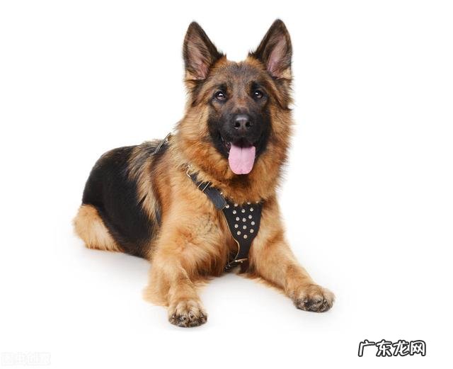 十大最佳保护主人的犬 哪些狗可以悍不畏死的保护自己的主人