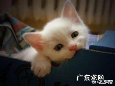 4个月的猫多大 小猫四个月等于几岁