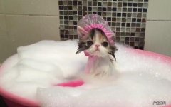 猫洗澡多久一次好？猫洗澡太频繁,对猫的皮肤好吗？