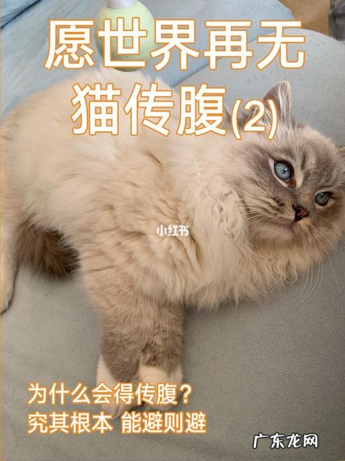 怎么区别猫传腹和大肚子?大肚子是猫传腹吗?怎么确诊?