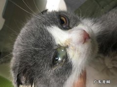 猫眼睛流脓一样的眼屎怎么回事？怎么治疗？