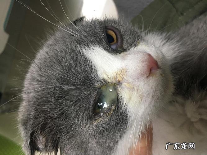 猫眼睛流脓一样的眼屎怎么回事?怎么治疗?