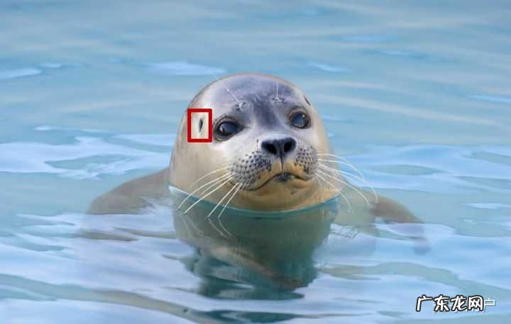 海豹有耳朵吗