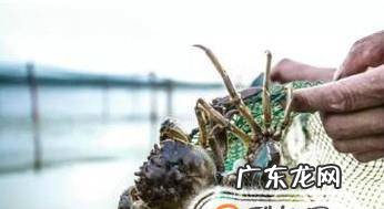 阳澄湖大闸蟹哪个牌子好网购阳澄湖大闸蟹注意
