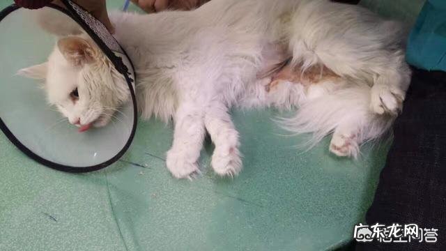 母猫不愿意公猫能上吗 母猫到了发情期却一直没有公猫交配,请问会不会出问题呀