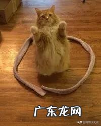 母猫不愿意公猫能上吗 母猫到了发情期却一直没有公猫交配,请问会不会出问题呀