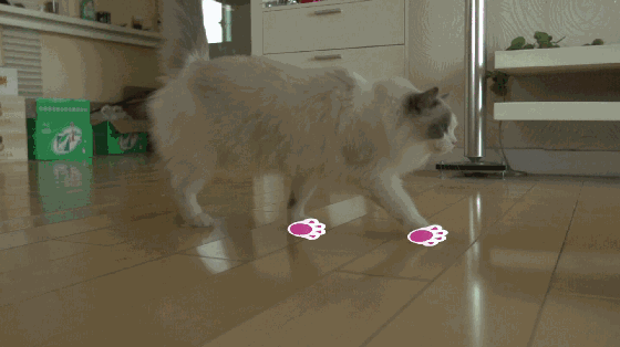 猫咪用前爪一直踩代表什么 猫走路后爪能准确的踩到前爪的脚印上吗