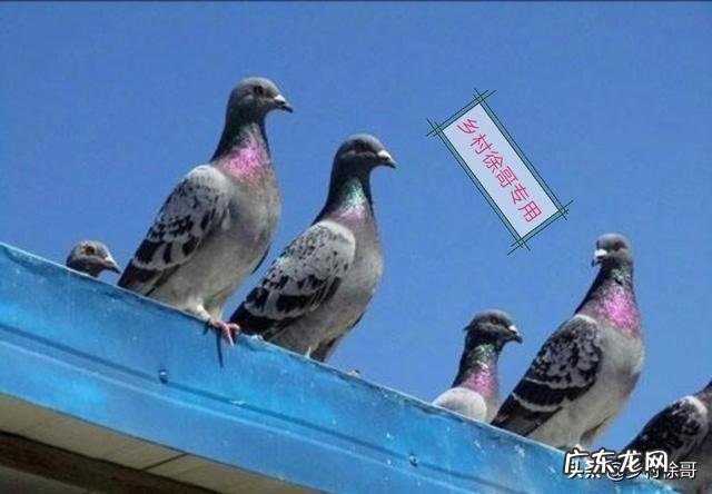 鸽子养着玩多少只才合适 鸽子养多少只比较好