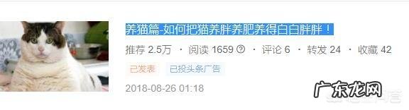 什么猫粮能让猫长胖 想让猫猫长胖点,你会喂它什么