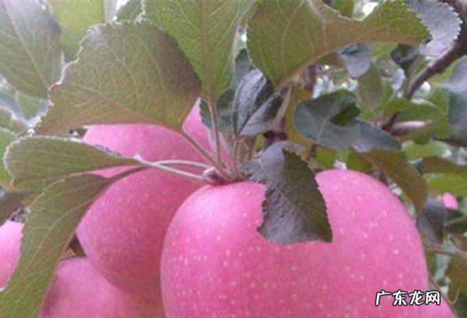 红富士苹果苗新品种有哪些