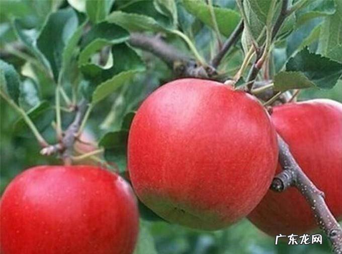 红富士苹果苗新品种有哪些
