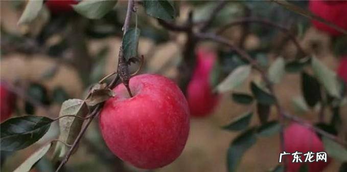 红富士苹果苗新品种有哪些