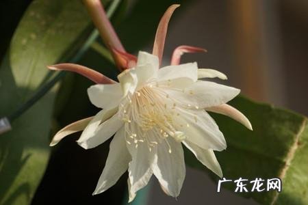 祝您寿比昙花是什么意思