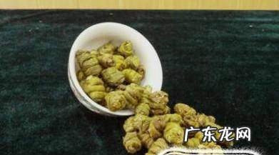 怎么辨别铁皮石斛真伪用什么方法