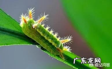 孙子代表什么动物 哪些动物会像人类一样带孙子