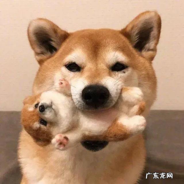 猫对主人撒娇的表现 你家猫/宠物有哪些奇特的撒娇方式