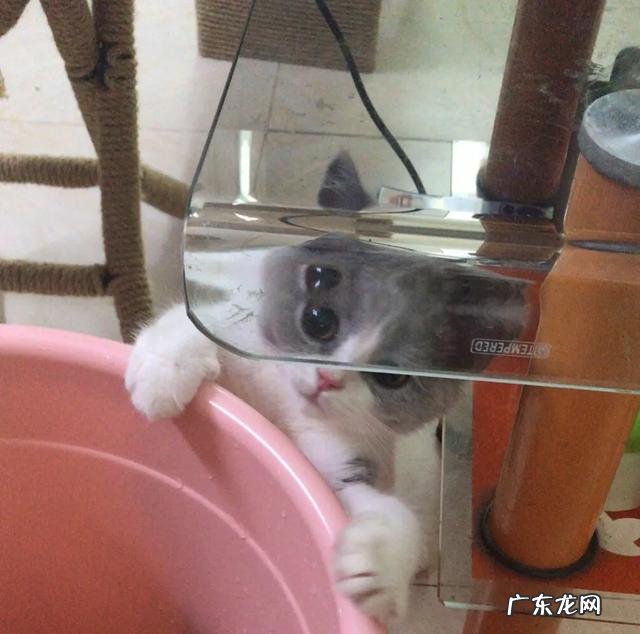 猫对主人撒娇的表现 你家猫/宠物有哪些奇特的撒娇方式