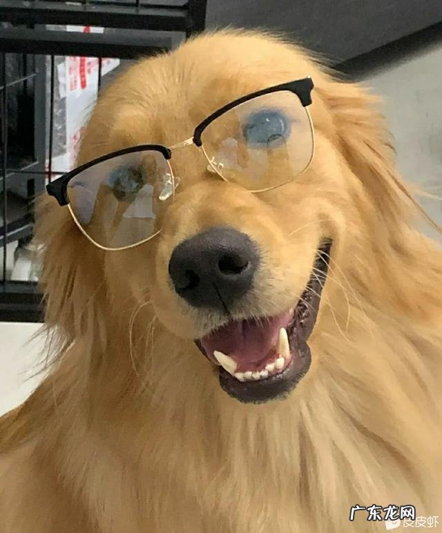 猫对主人撒娇的表现 你家猫/宠物有哪些奇特的撒娇方式