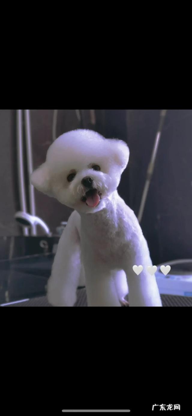 猫对主人撒娇的表现 你家猫/宠物有哪些奇特的撒娇方式