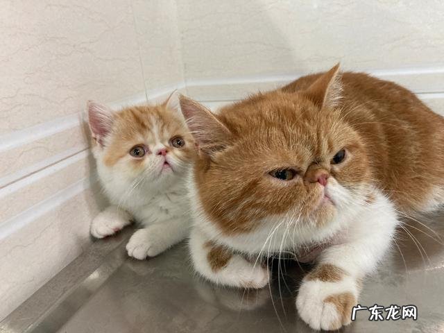 猫对主人撒娇的表现 你家猫/宠物有哪些奇特的撒娇方式