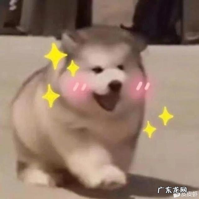 猫对主人撒娇的表现 你家猫/宠物有哪些奇特的撒娇方式