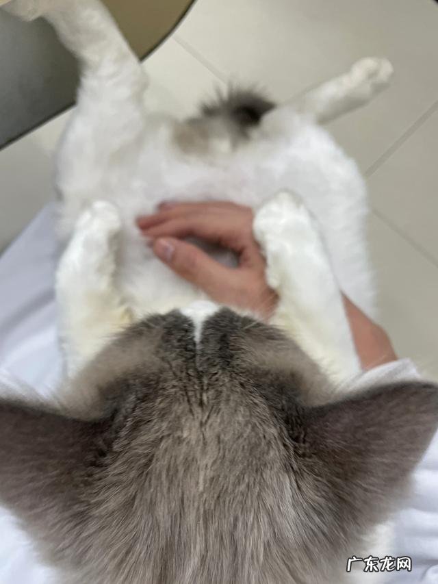 猫对主人撒娇的表现 你家猫/宠物有哪些奇特的撒娇方式