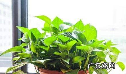 盘点新房快速除甲醛的好方法