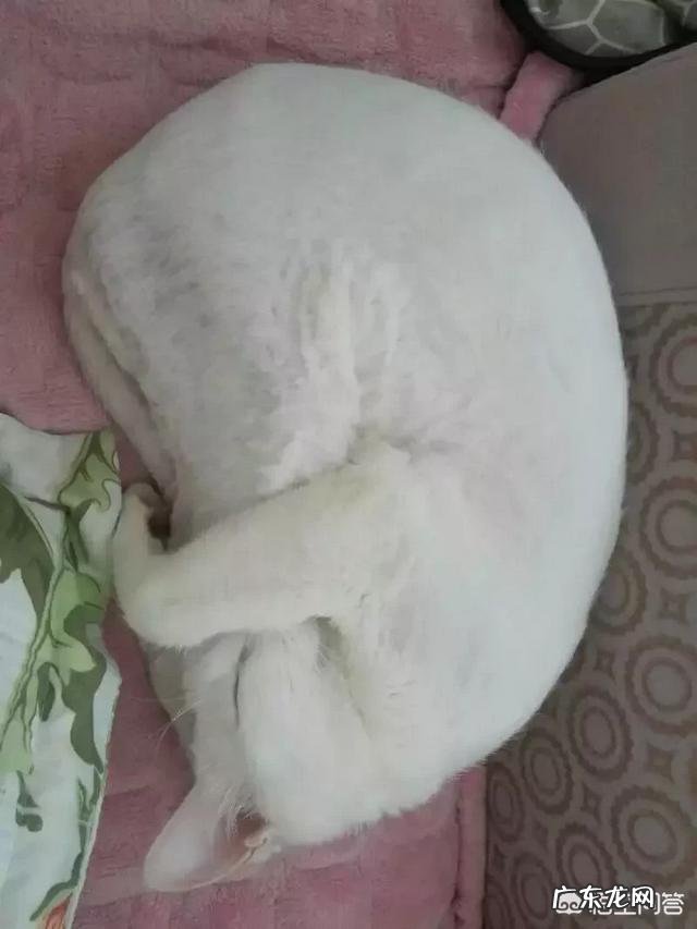 捡了一只猫，一直?吃饭怎么办