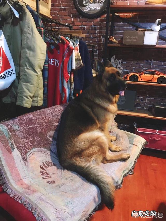 哈士奇和泰迪谁聪明 除了哈士奇、泰迪,你还养过什么品种的狗