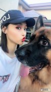 哈士奇和泰迪谁聪明 除了哈士奇、泰迪，你还养过什么品种的狗