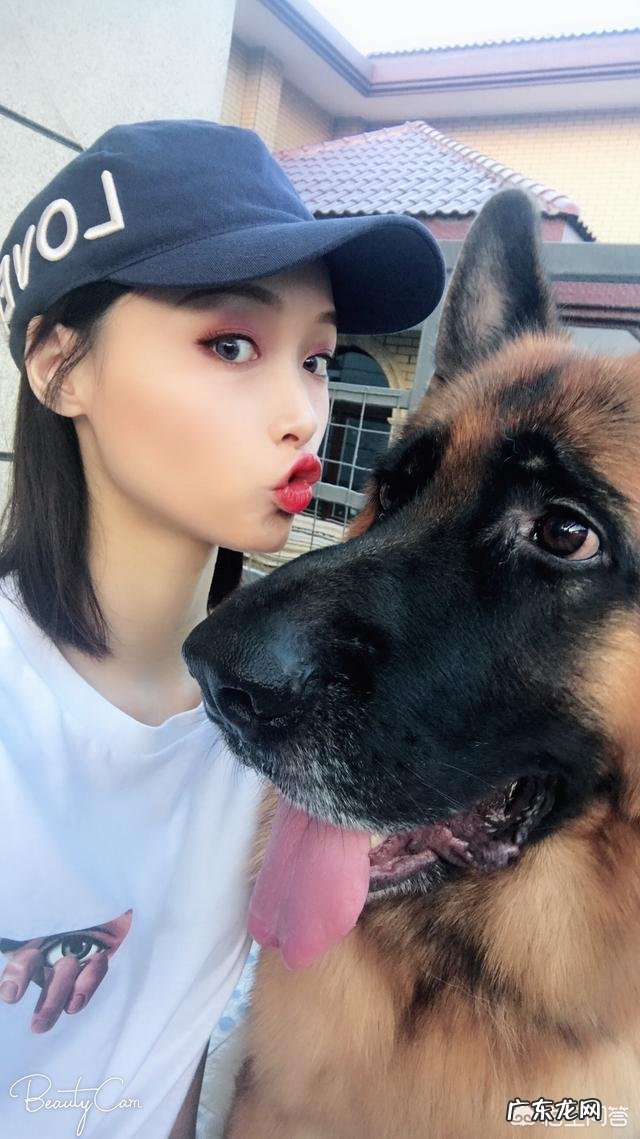 哈士奇和泰迪谁聪明 除了哈士奇、泰迪,你还养过什么品种的狗