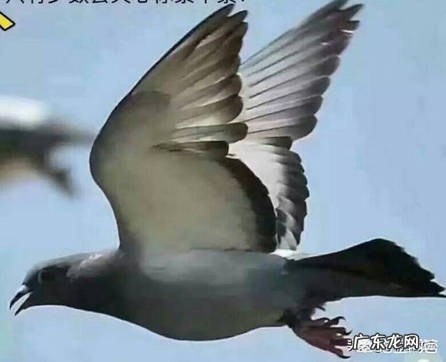 鸽子眼沙什么样的最好 到底赛鸽眼沙浅好还是眼沙深好