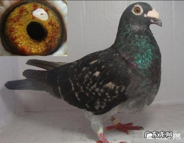 鸽子眼沙什么样的最好 到底赛鸽眼沙浅好还是眼沙深好