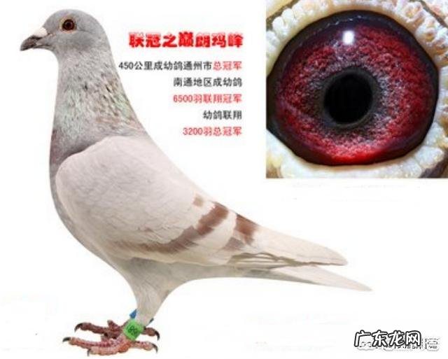 鸽子眼沙什么样的最好 到底赛鸽眼沙浅好还是眼沙深好